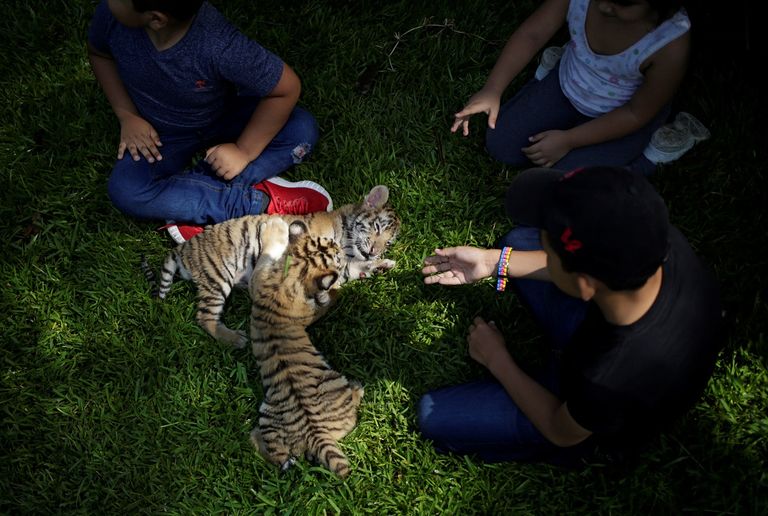 شبلان من النمور البنغالية مع الجمهور في حديقة "لا باستورا" المكسيكية.