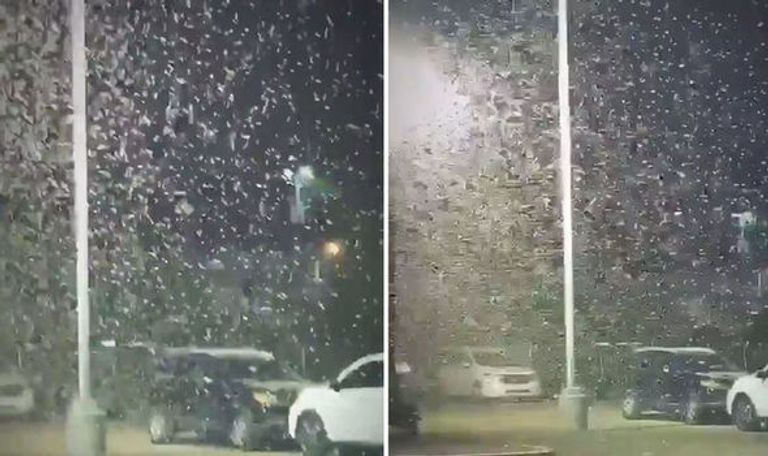 الجراد يغزو لاس فيجاس بشراسة