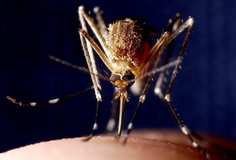 بعوضة على جلد إنسان