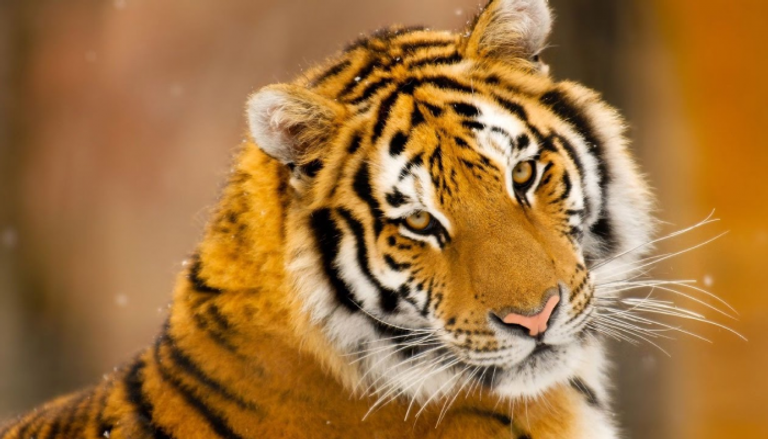 أعداد النمور في الهند تصل إلى 3 آلاف حيوان