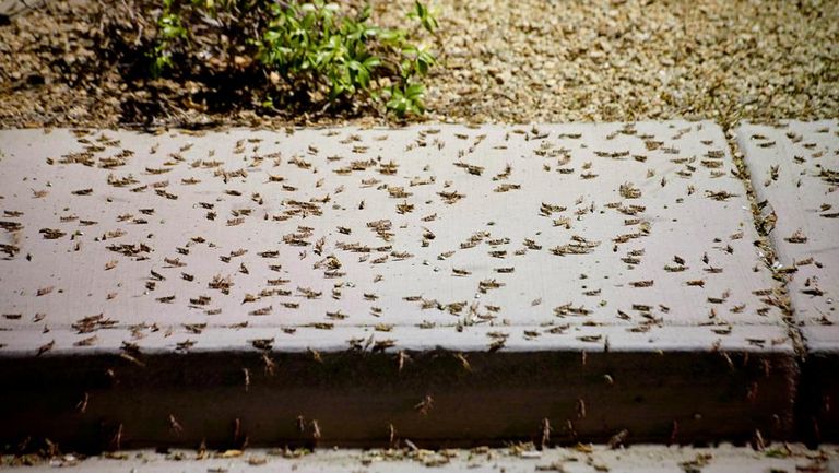 الجراد يهاجم مدينة لاس فيجاس