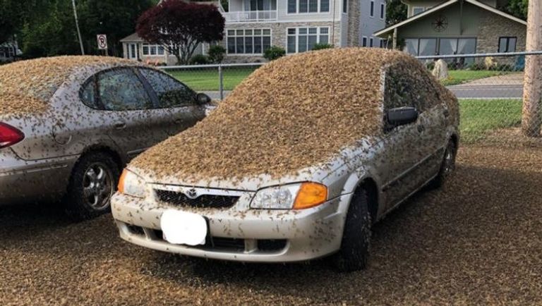 الجراد يهاجم مدينة لاس فيجاس