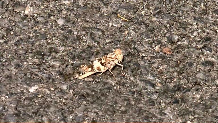 الجراد يهاجم مدينة لاس فيجاس