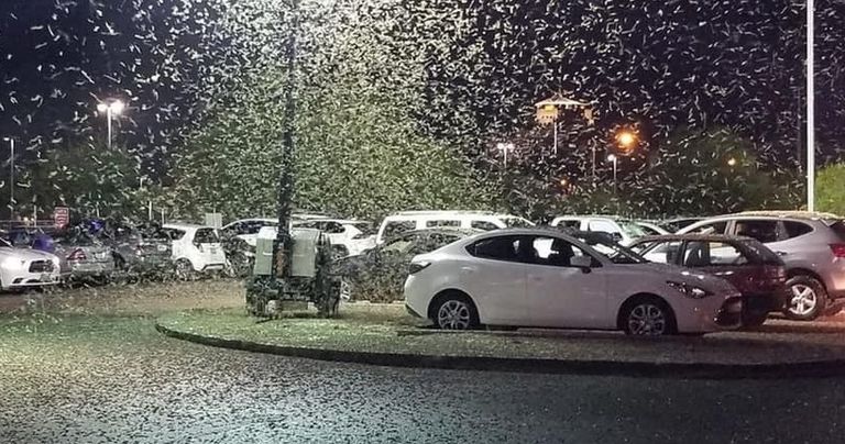 الجراد يهاجم مدينة لاس فيجاس