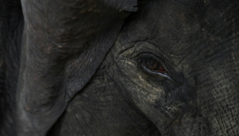 نفوق أنثى فيل مهددة بالانقراض في ماليزيا