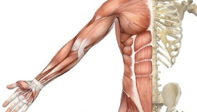 كتلة العضلات الهيكلية تتأثر بغياب ميكروبات الأمعاء