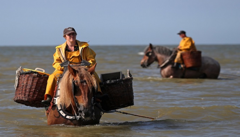 في بلجيكا الخيول تجر شبكات صيد الجمبري