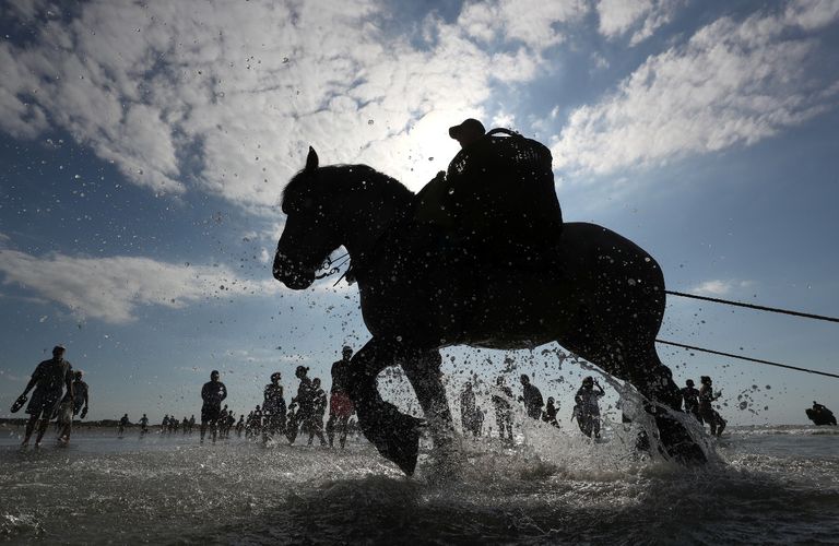 في بلجيكا الخيول تجر شبكات صيد الجمبري