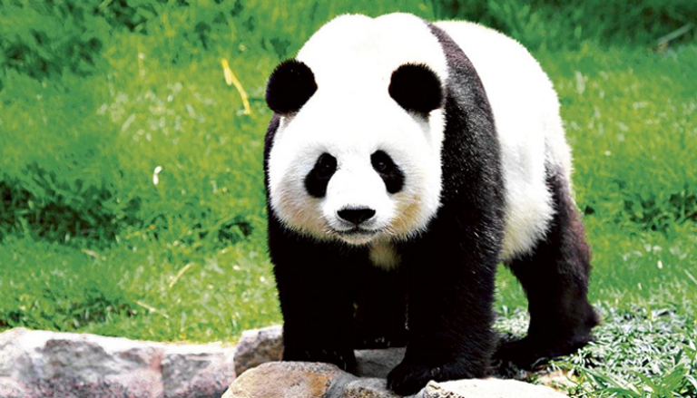 الباندا العملاقة في الصين - أرشيفية