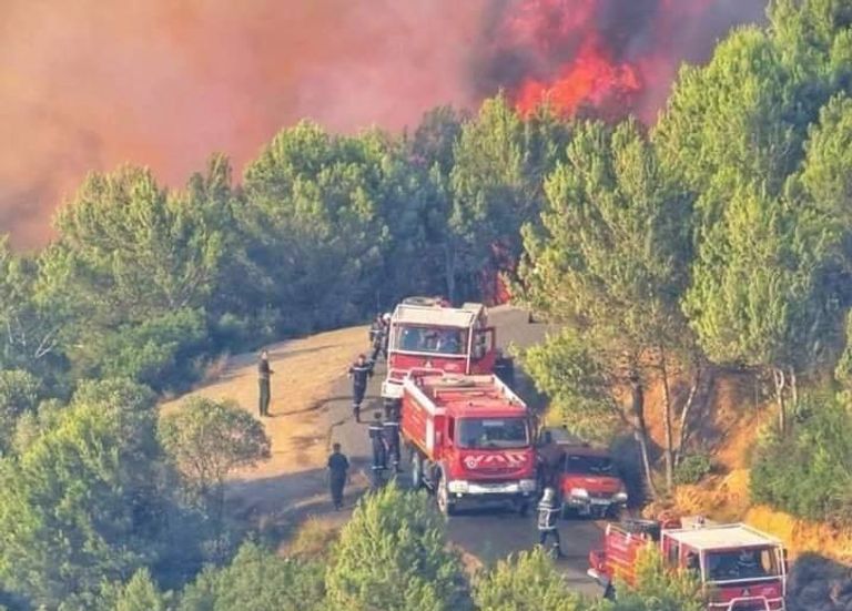 حرائق هائلة في غابات الجزائر لجنة الحوار والحرائق وحوادث المرور شغلت الجزائريين طوال أسبوع كامل