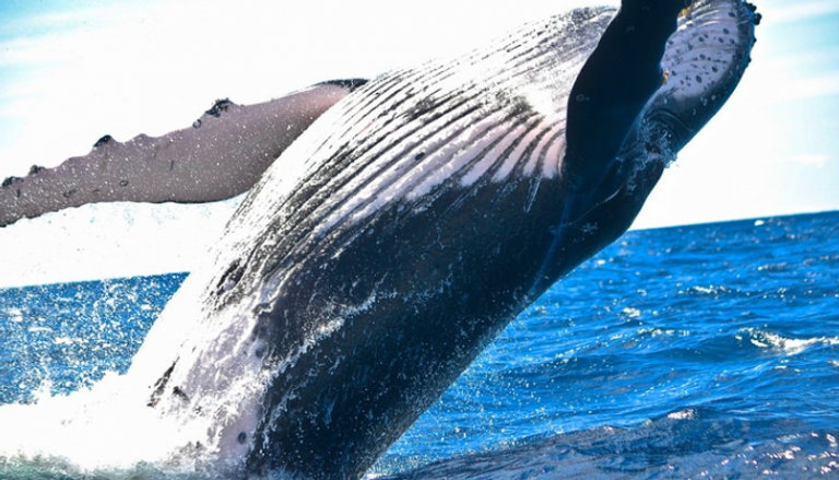الحوت الأحدب مشهور بالقفز في المياه