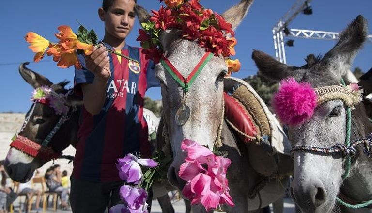 أنثى الحمار الفائزة بمسابقة جمال للحمير في وسط المغرب