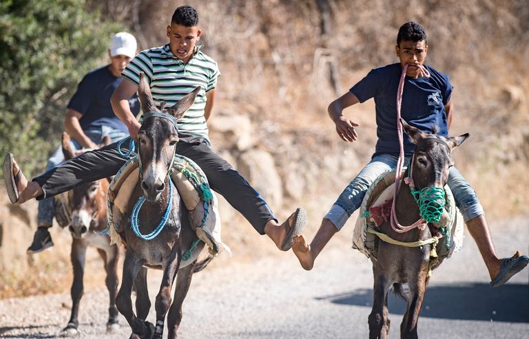أنثى الحمار الفائزة بمسابقة جمال للحمير في وسط المغرب