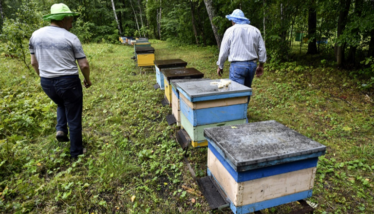 نفوق النحل بـ300 ألف "مستعمرة تربية" في روسيا