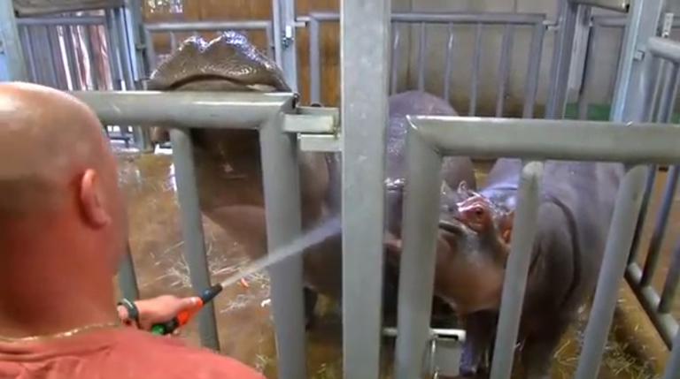 فرسا النهر ماروشكا وفاندا