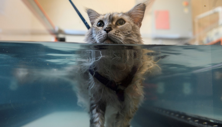قطة على جهاز مشي تحت الماء خلال جلسة علاجية
