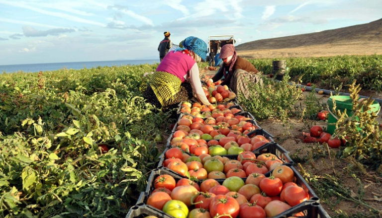 54.8% ارتفاعًا في حجم القروض المتعثرة للمزارعين الأتراك‎