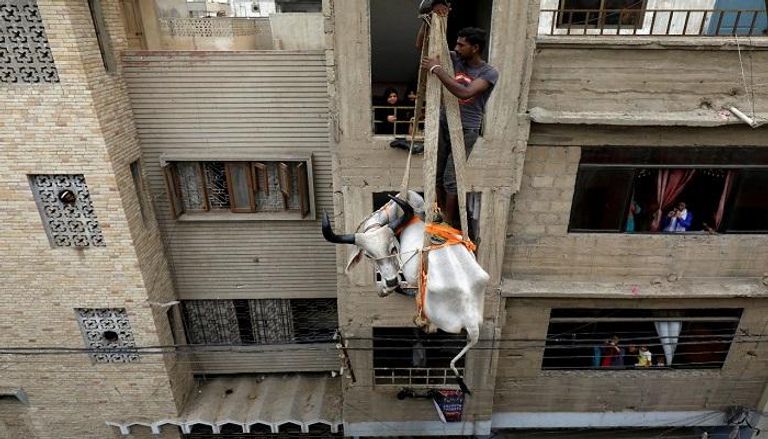 رافعة تنزل ثورا من فوق سطح منزل في باكستان