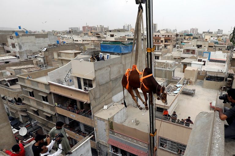 رافعة تنزل ثورا من فوق سطح منزل في باكستان