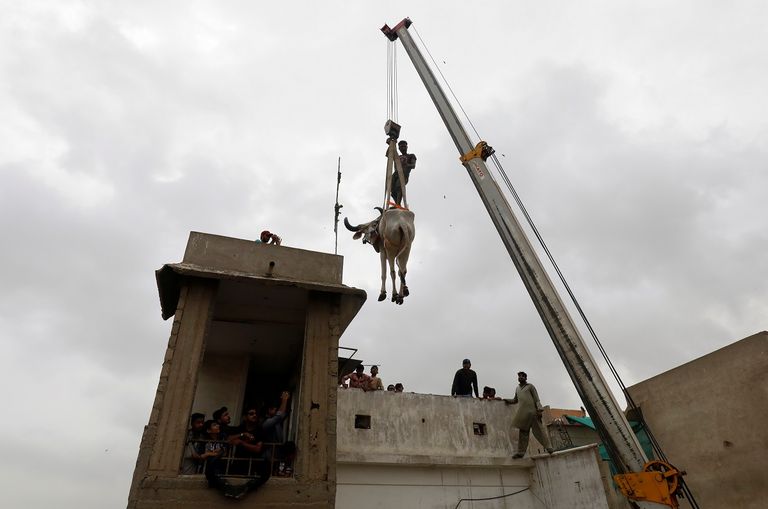 رافعة تنزل ثورا من فوق سطح منزل في باكستان