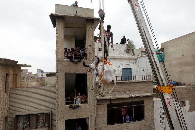 رافعة تنزل ثورا من فوق سطح منزل في باكستان