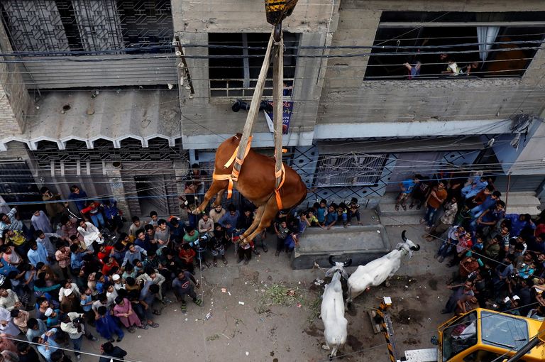 رافعة تنزل ثورا من فوق سطح منزل في باكستان