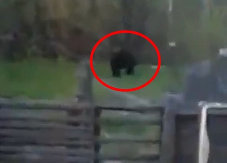 سونيا تشرنيغوفا.. ضحية الدب البني في روسيا