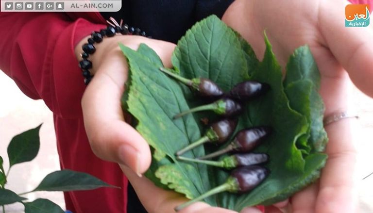 المهندسة الزراعية الفلسطينية إرادة الزعانين