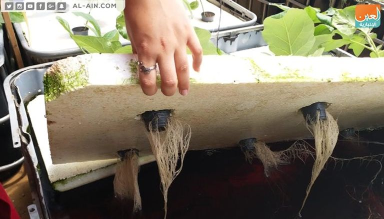 المهندسة الزراعية الفلسطينية إرادة الزعانين