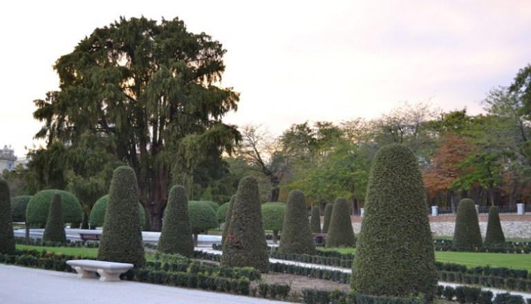 شجرة "الأواويتي" بحديقة الرتيرو الإسبانية الشهيرة بوسط مدريد