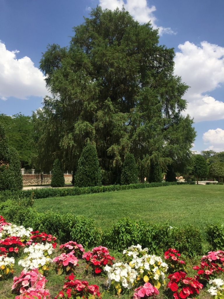 شجرة "الأواويتي" بحديقة الرتيرو الإسبانية الشهيرة بوسط مدريد