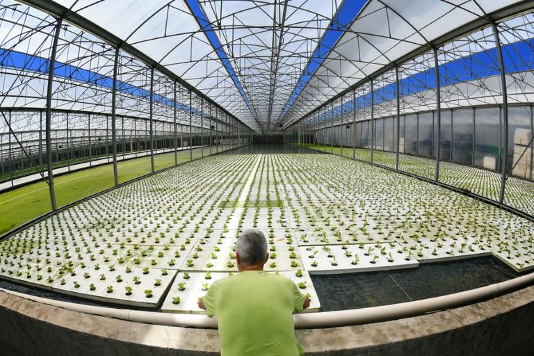 أكبر موقع إيطالي للزراعة بالتقنية المائية يعوّل على "الذهب الأحمر"
