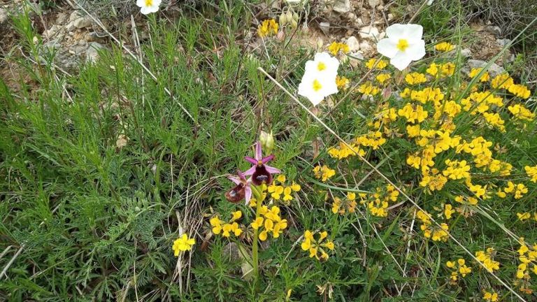 قرية بالينا الإيطالية