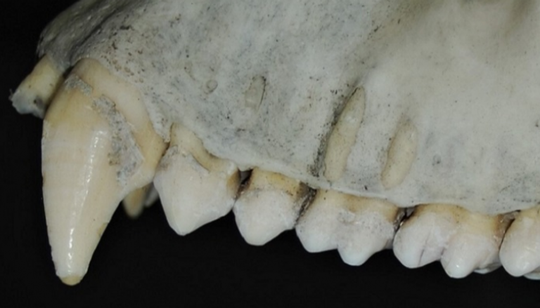 أسنان الغوريلا لا تعد مناسبة لتكسير المكسرات 