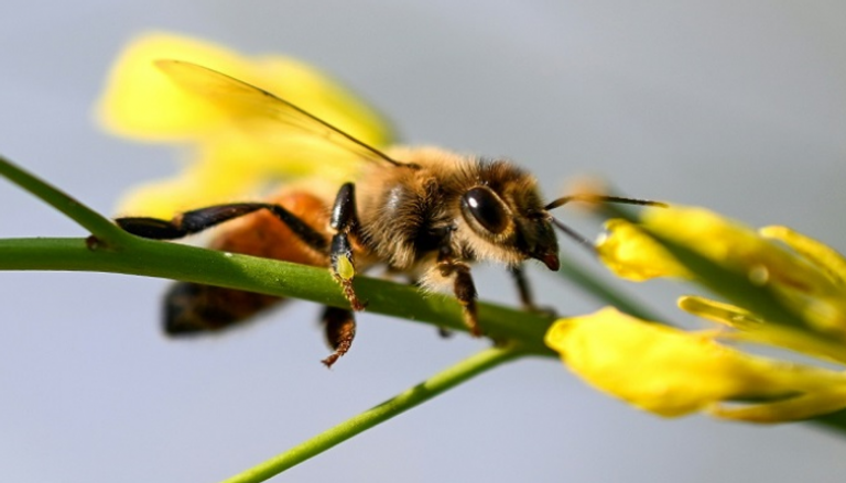 مهنة تربية النحل تعتمد على الحركة ولا تتطلب مهارات لغوية
