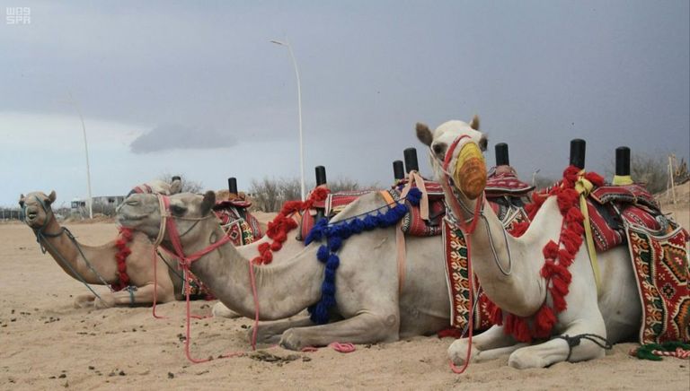 قوافل الإبل تسير في سوق عكاظ