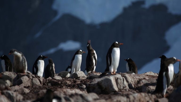 طيور البنجوين تغزو نيوزيلندا- أرشيفية