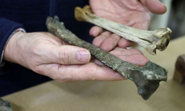 صورة تظهر الفرق بين عظام البطريق الحديث والبطريق الوحشي صورة تظهر الفرق بين عظام البطريق الحديث والبطريق الوحشي