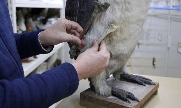 مقارنة بين احد عظام البطريق الحديث والبطريق الوحشي مقارنة بين احد عظام البطريق الحديث والبطريق الوحشي