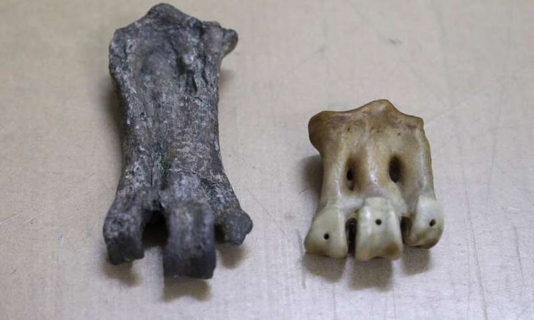 الفرق واضح بين أحد أجزاء البطريق الحديث والبطريق الوحشي المنقرض الفرق واضح بين أحد أجزاء البطريق الحديث والبطريق الوحشي المنقرض