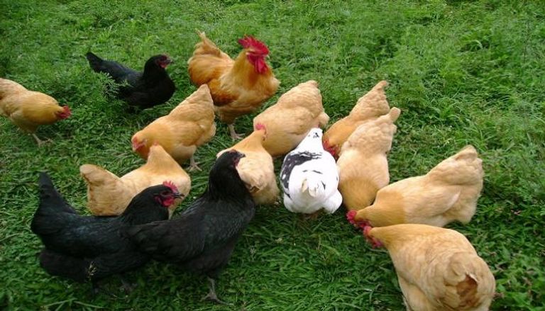 الباحثون ركَّزوا على منتجات الدواجن مثل الدجاج والديك الرومي