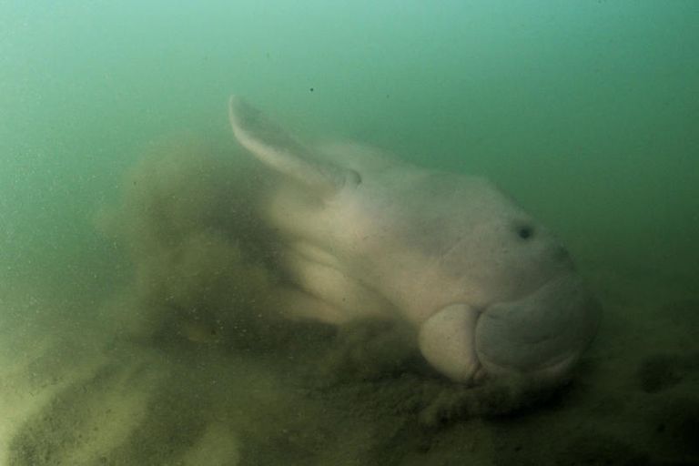 بقرة البحر أصبحت نجمة على مواقع التواصل الاجتماعي في تايلاند