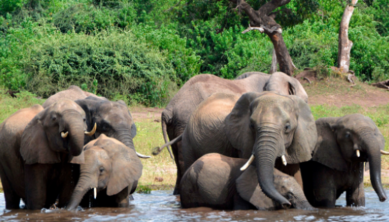 المؤتمر يبحث وضع قيود تجارية على اصطياد الفيلة