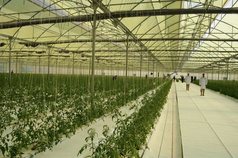 السيسي يفتتح مشروع الصوب الزراعية