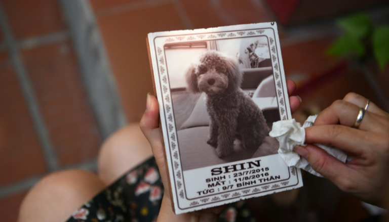 "شين" كلب دفن في مقبرة تكرم الحيوانات الأليفة سنويا