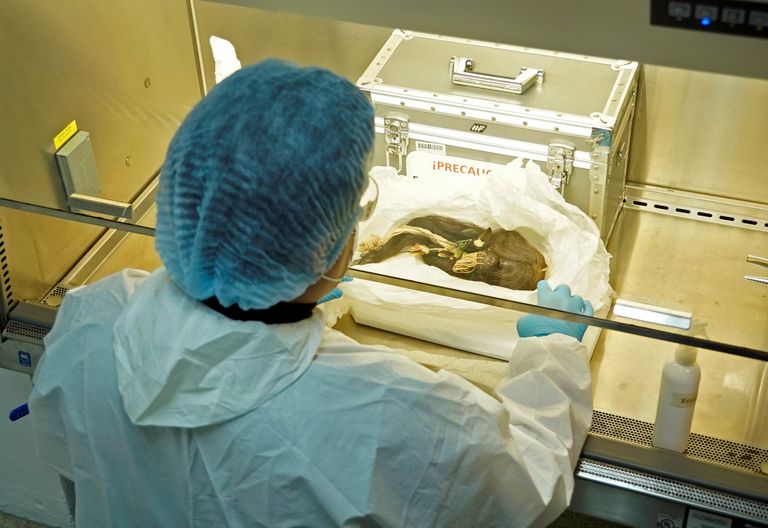 رأس محارب قديم من قبائل الأمازون