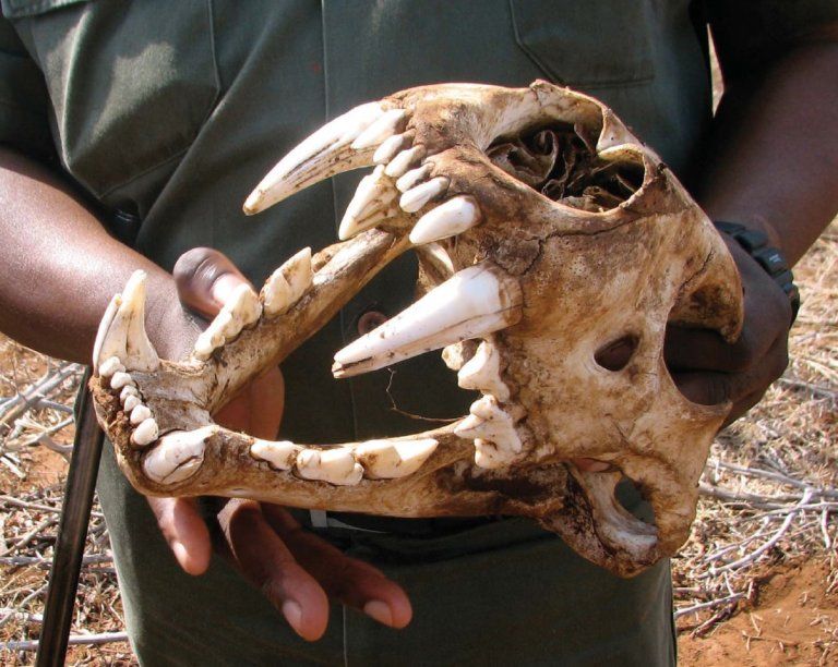 التجارة بعظام الأسود