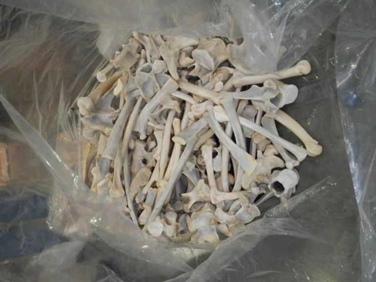 التجارة بعظام الأسود