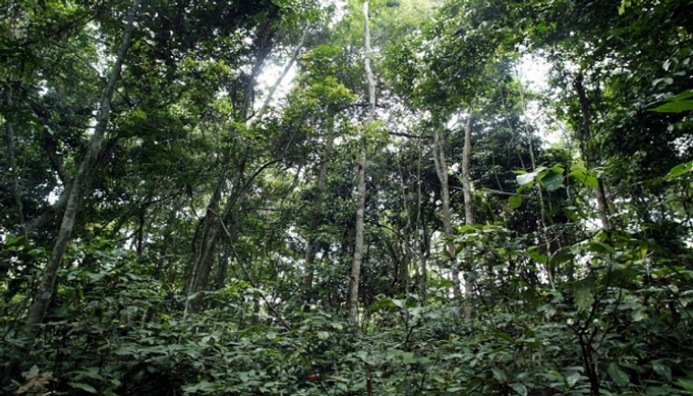 تحذيرات من تراجع الغابات المدارية عن دورها الحيوي