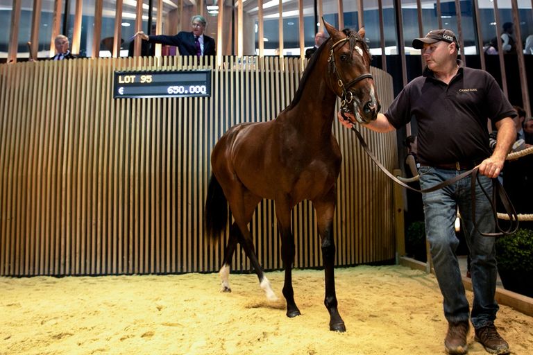 المهر ثمرة تزاوج فحل الخيل "دوبايي" والفرس "برودنزيا"